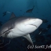 shark_bull_1d_srmr_beqa_h_0096_fij6201.jpg